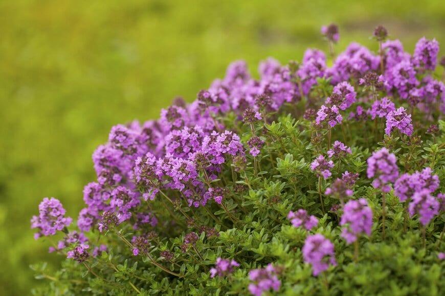 淡い紫色の花を咲かせている、クリーピングタイム