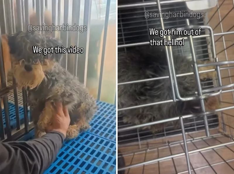 出所：<u><a href="https://www.instagram.com/p/Dderd8EPeUy/" target="_blank">@savingharbindogs</a></u>