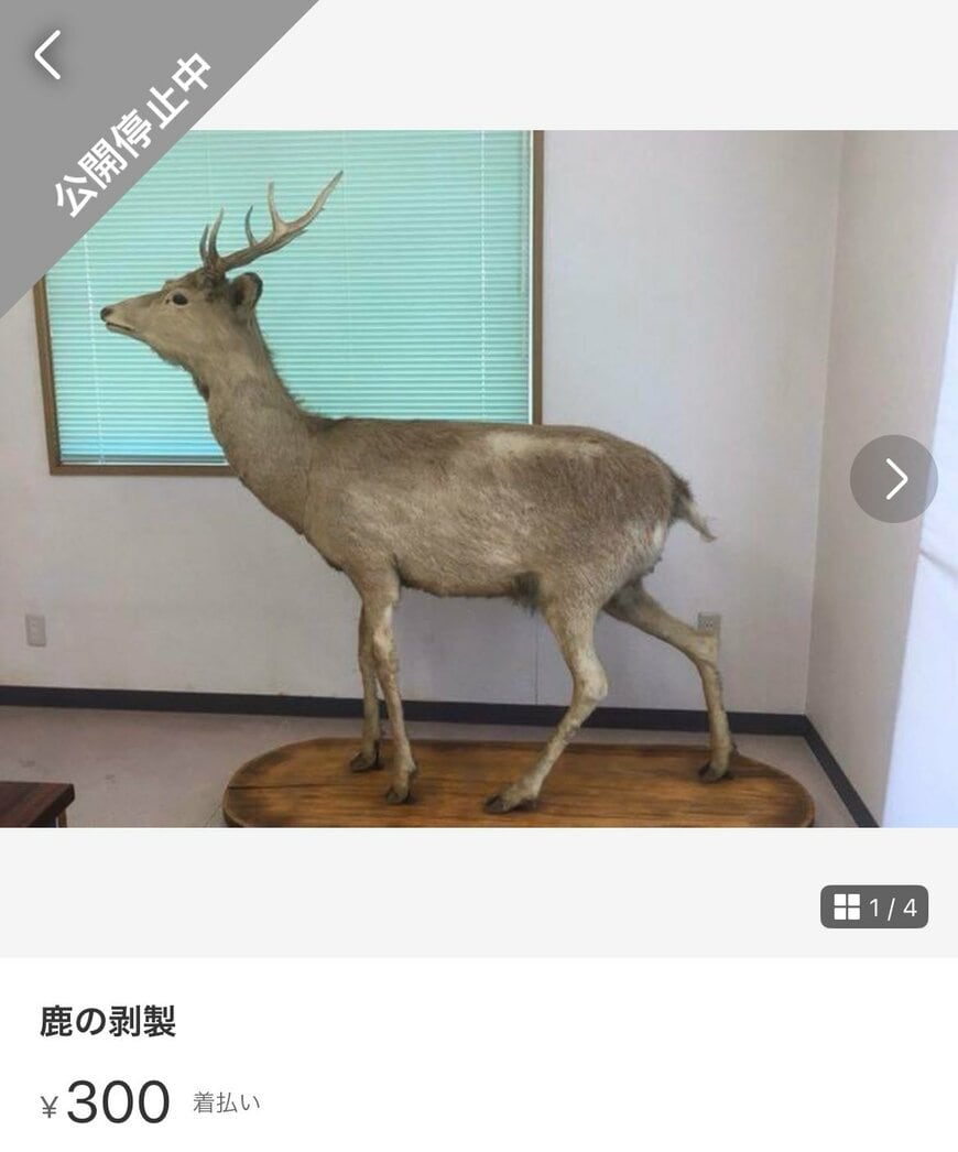 売りに出した鹿のはく製