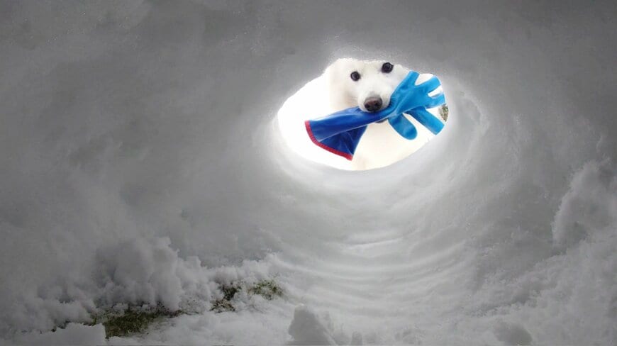 手袋をくわえた犬