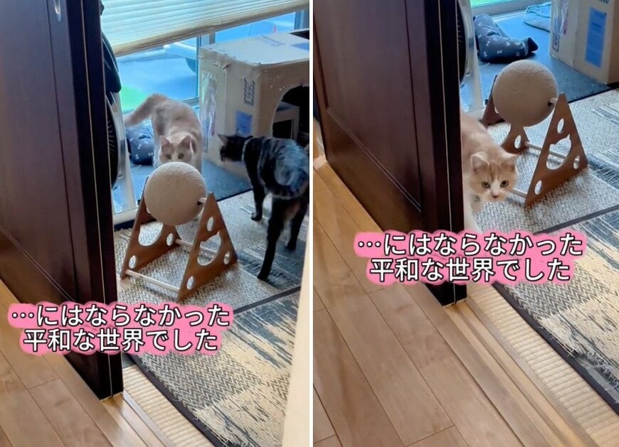 ニャンプロのはずが&hellip;まさかの結末に
