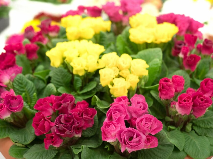 黄色や濃いピンクのバラ咲きのプリムラ