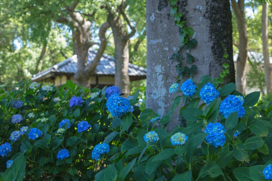藤森神社のあじさい