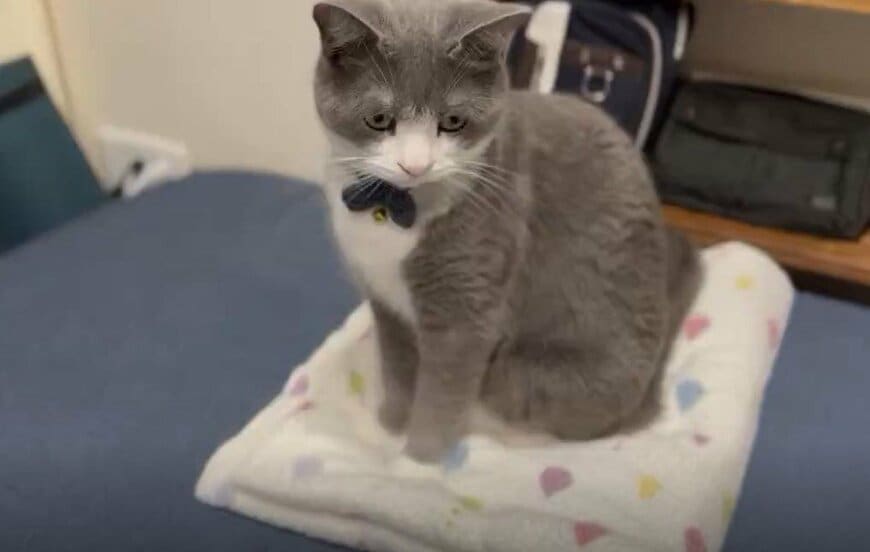 毛玉ボールと猫