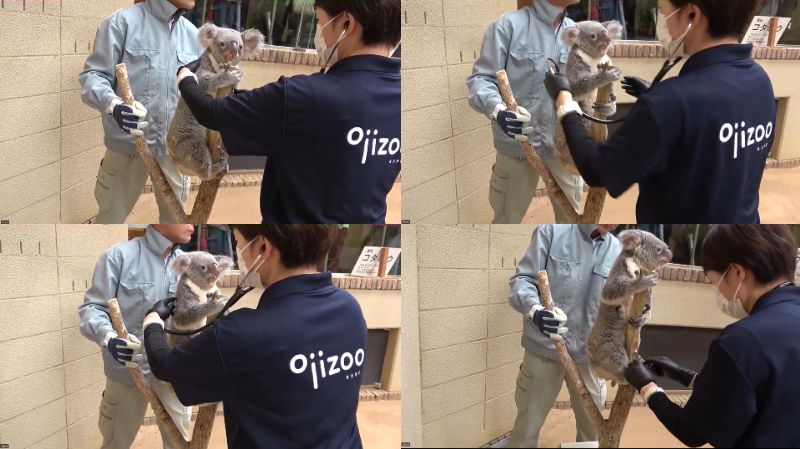 神戸市立王子動物園