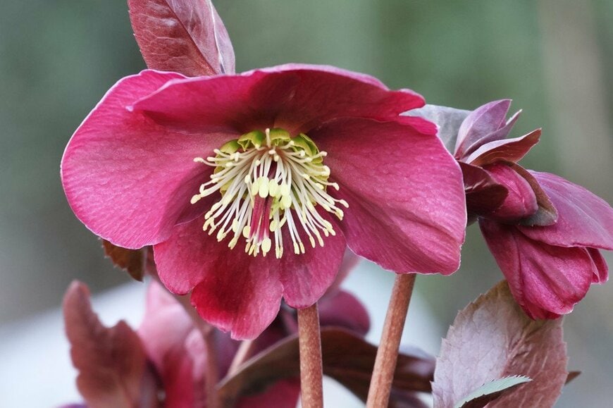 赤紫色の花を咲かせているクリスマスローズ、アンナズレッド