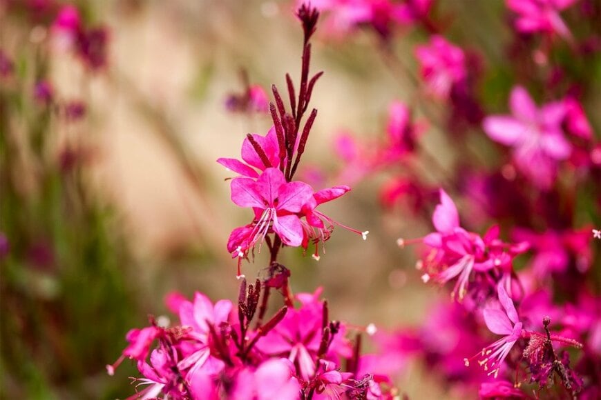 ピンクのガウラの花