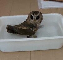 フクロウさんの激しすぎる水浴び！暑い日のバシャバシャが豪快で思わず笑っちゃうと話題