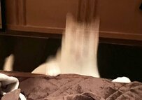 テンションが上がった白い生き物　まさかの正体が可愛くて笑ってしまう