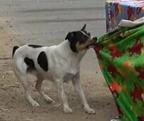 公園に捨てられた2匹の犬 捕獲器に入るはずが…ブランケットを持ち去る姿に思わずほっこり