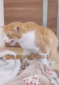 【毛布への愛が爆発！】飼い主VS猫の洗濯バトルが勃発！その結末は……？