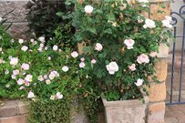 うちのプランターに「植えてよかった」鉢植えでも育てやすいバラ4選！狭い庭・玄関・ベランダOK