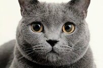 猫ちゃんのインパクトがありすぎる「寝落ち顔」が話題　「かわいすぎこれは罪」