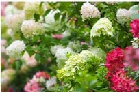 【ガーデニング】定番アジサイ4選＆手間いらずで初心者も安心な花の魅力