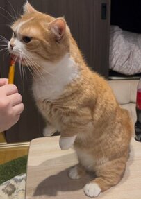 「もっとくれニャ！」おやつが欲しくてゴジラならぬ”ニャジラ”になった猫ちゃんにメロメロ