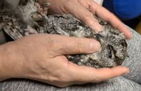 【構ってほしいフクロウ】同居フクロウにジェラシーを抱くも…飼い主さんのマッサージに大満足