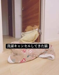 【猫歓喜！】あいつが返ってきた！？1週間ぶりにお気に入り毛布と仲直りした猫ちゃんが話題！