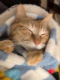 【発見】毛布にくるまって眠る猫ちゃん「ねこロール」に癒される人が続出「まさしく目の保養です」の声も
