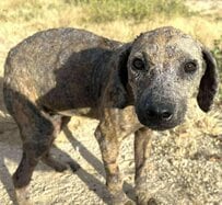 痩せ細り皮膚病に苦しみながらさまよっていた犬を保護 あたたかな家族と出会い幸せに暮らす現在の姿に感動