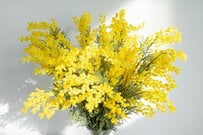 フェミニズムが嫌になる？ なぜ「ツイフェミ」は批判されるのか