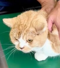 【ビビりな猫】と【ビビりじゃない猫】注射の時に分かった“性格の違い”が面白い