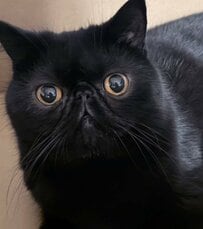 【思わず二度見】黒目の大きさに差がありすぎる猫ちゃんに「めっちゃきれい」「まじまじ見ちゃいます」　