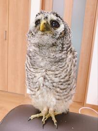 【雛のころのふわふわフクロウ】4年前のあどけない姿がかわいい！4年間の成長を記録し続けるアカウントが人気沸騰中　
