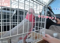 【おしゃべりが止まらないインコ】の楽しそうな様子が話題！「テンション高くて可愛い！」の声