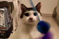 寝ようと声を掛けた飼い主　元保護猫が「ある物」を持ってきて…