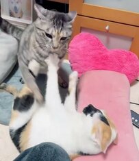「微笑ましいニャンプロ」キジトラ猫と三毛猫の「お遊びバトル」にSNSでは癒される人が続出中