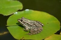 「カエルの水槽」で撮影された光景に強烈な違和感　あまりにも態度が悪い「カエルの正体」が話題に