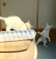 「来るなら来い！な立ち姿」猫ちゃんのお耳とポーズが凄すぎて「初めて見る」の声