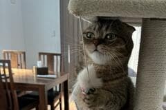 身体測定…？猫さんの「朝の日課」が可愛すぎると話題！ペット一生の飼育コストについても解説