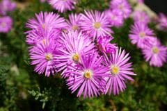 3苗で【鉢植えドライガーデン】玄関先やベランダが映える！ナチュラルで乾燥に強い植物の組み合わせ