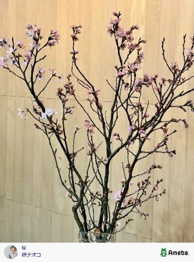 研ナオコの公式ブログ投稿