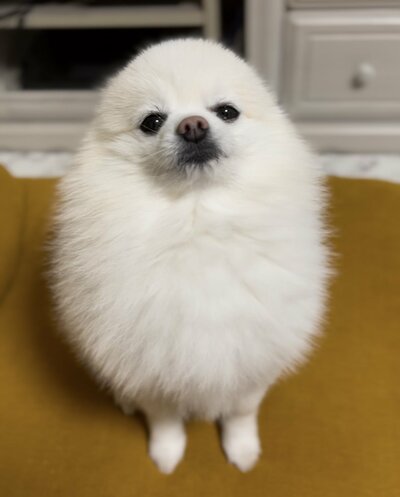 起床直後のぽんちゃん、卵のように丸いフォルムです
