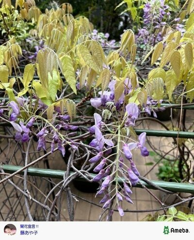 藤あや子の公式ブログ投稿