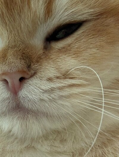 なかなかのくせ毛です