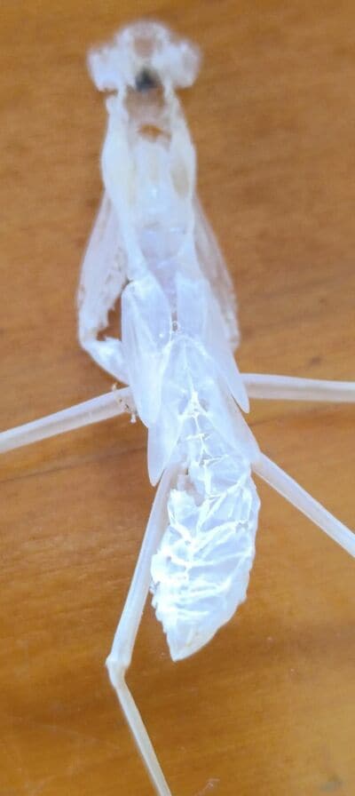 腹部の細かな模様が残った抜け殻