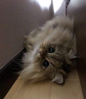 狭い場所に入るときはモフモフを凝縮