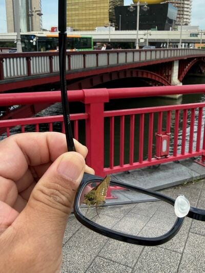 メガネにとまったセセリチョウ