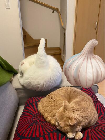 投稿の画像