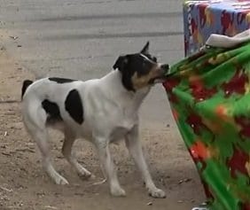 公園に捨てられた2匹の犬 捕獲器に入るはずが…ブランケットを持ち去る姿に思わずほっこり