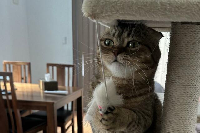 身体測定…？猫さんの「朝の日課」が可愛すぎると話題！ペット一生の飼育コストについても解説
