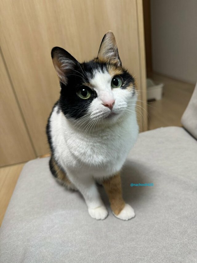 童顔で美人な保護猫の投稿→お顔に同じ特徴がある猫ちゃんたちが大集合！？