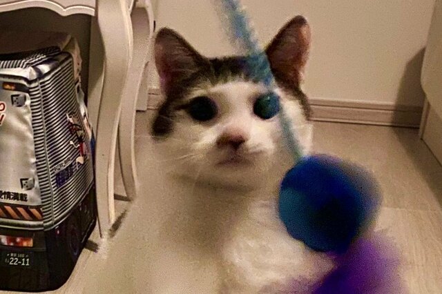 寝ようと声を掛けた飼い主　元保護猫が「ある物」を持ってきて…