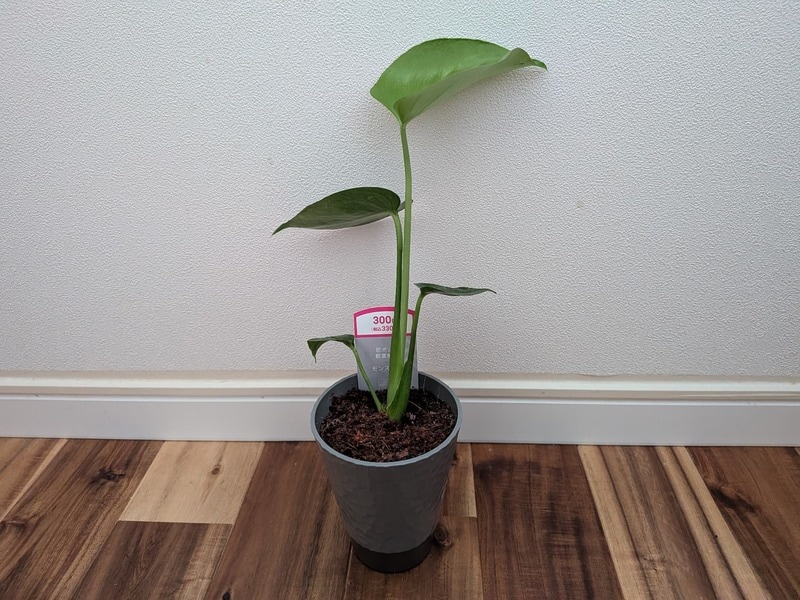 ダイソー　匠ポット観葉植物
