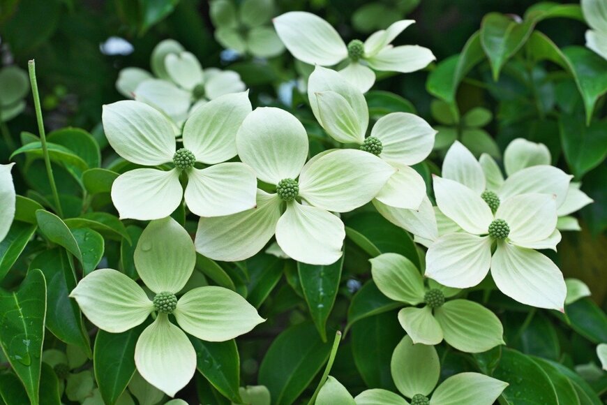 igaguri_1/istockphoto.com