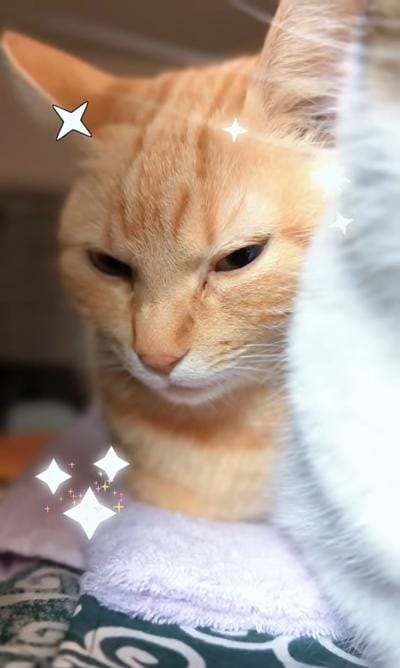 出所：＠nikoandkotatorowasabi