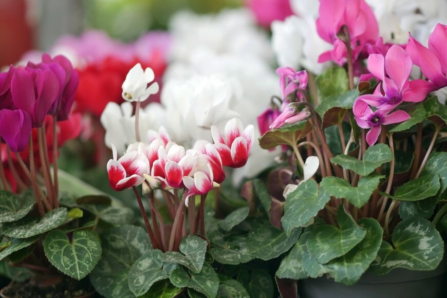 Tibesty/shutterstock.com